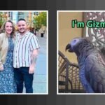 Who is Gizmo the Grey Bird And Why Is It So Viral?