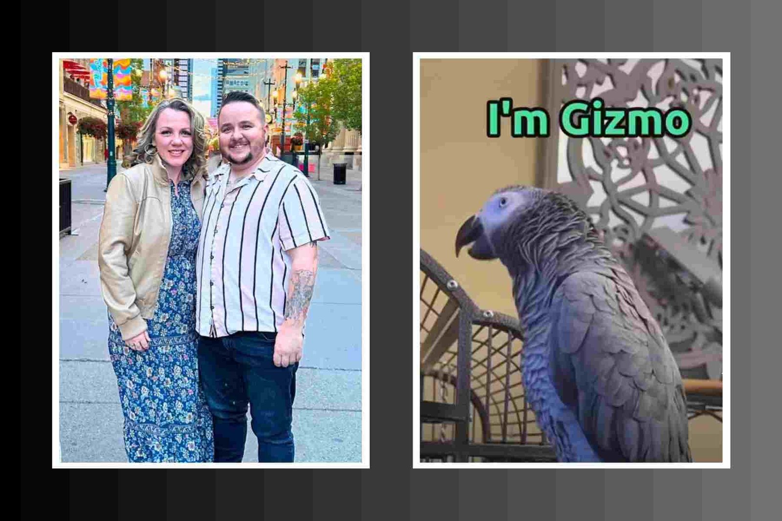 Who is Gizmo the grey Bird