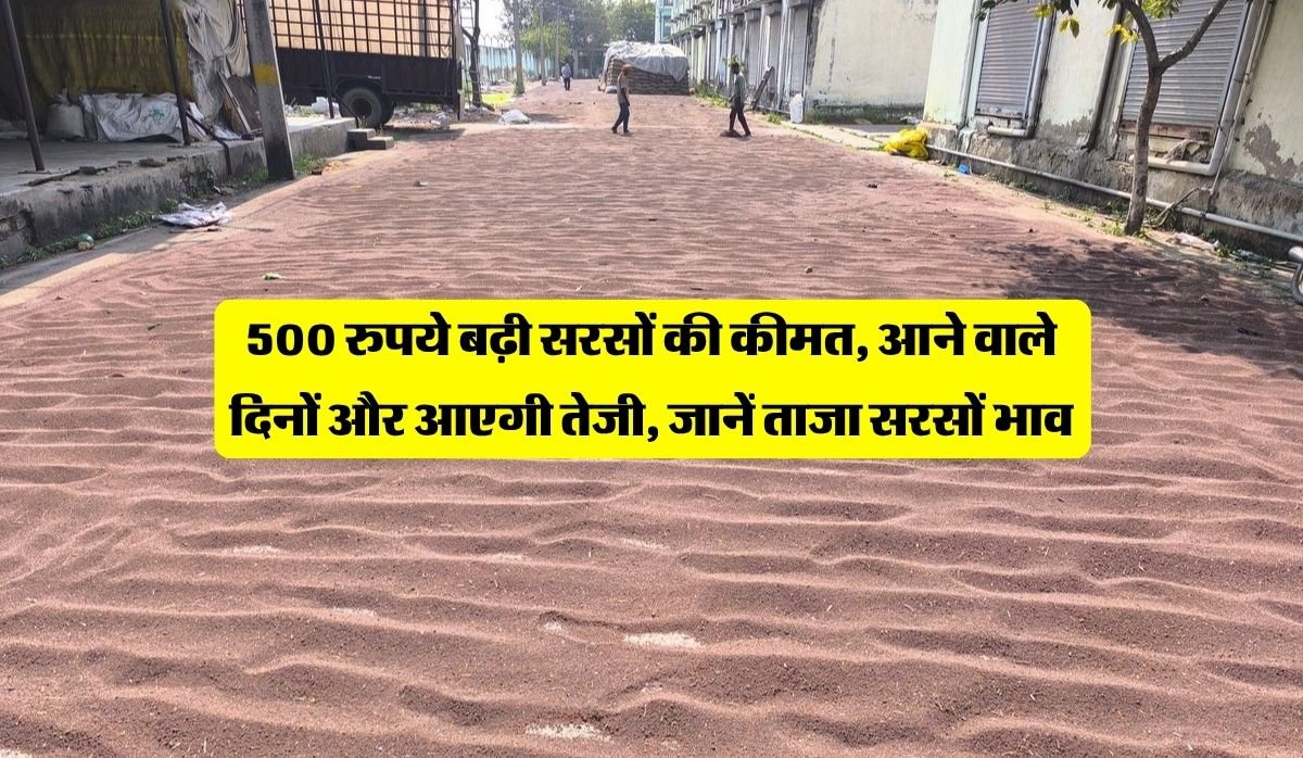 <span class="title-highlight-color">Sarso ka Bhav :</span> 500 रुपये बढ़ी सरसों की कीमत, आने वाले दिनों और आएगी तेजी, जानें ताजा सरसों भाव