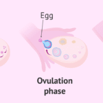 Ovulation Kya Hota Hai – Basic Introduction