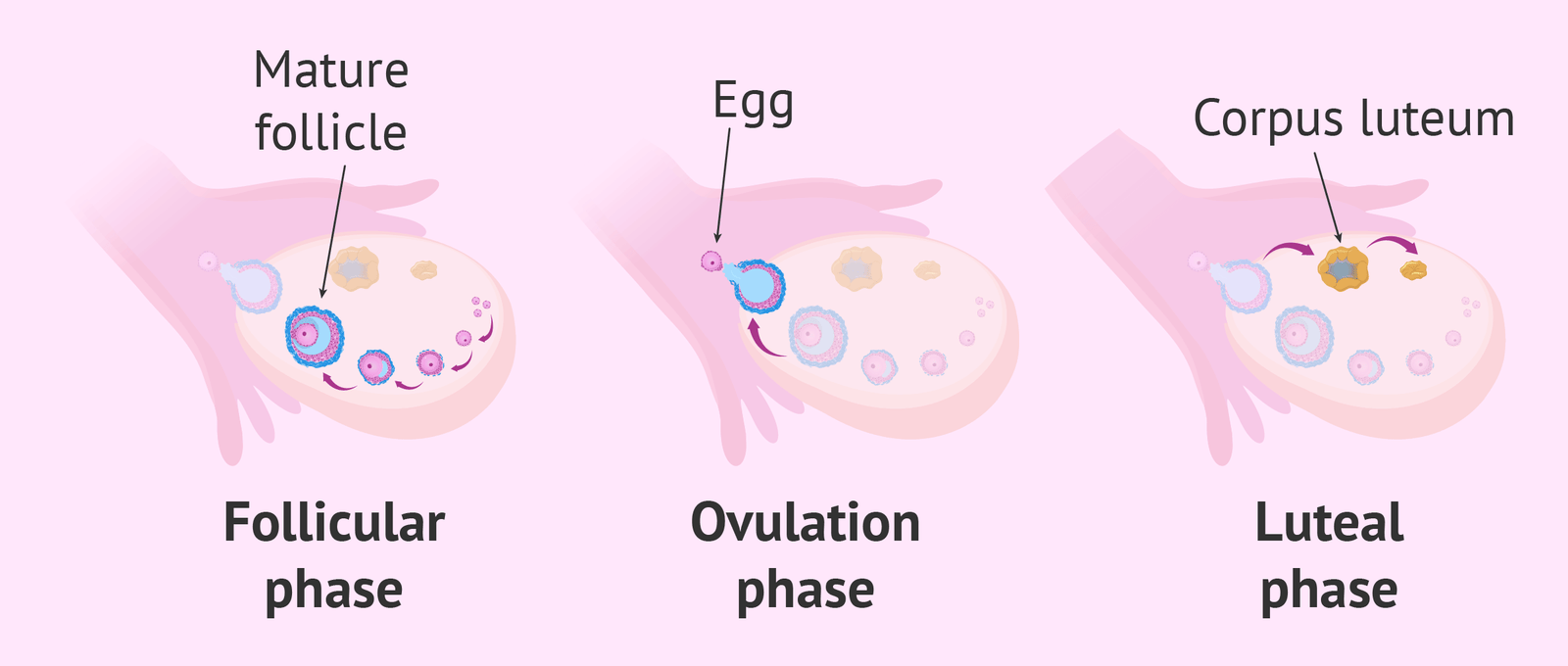 Ovulation Kya Hota Hai – Basic Introduction
